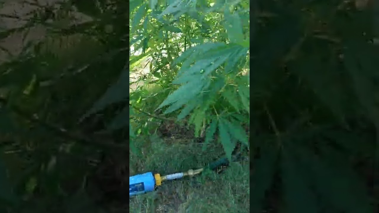 update on the blueberry og still stretchin for flower alil over a wk in starting. to show pistols