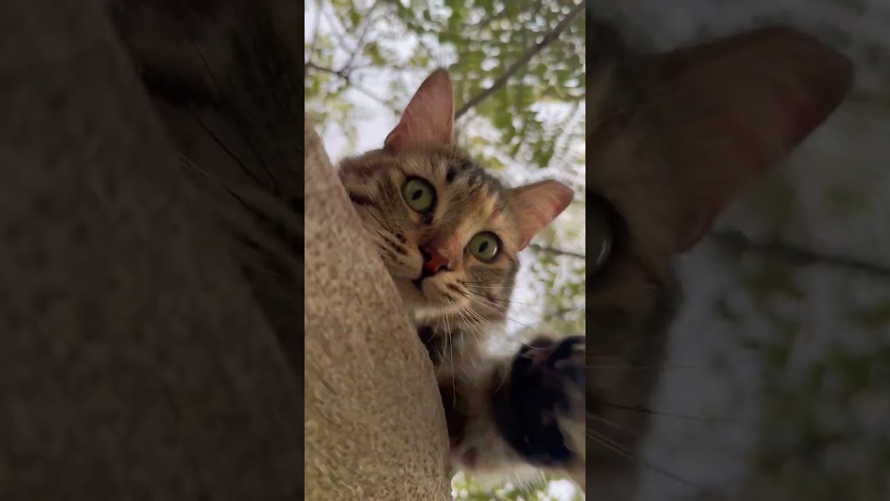#قطط #cat #catlover #catvideos #cats #catplaying #catlovers #catstory #catshorts #catlife #nature
