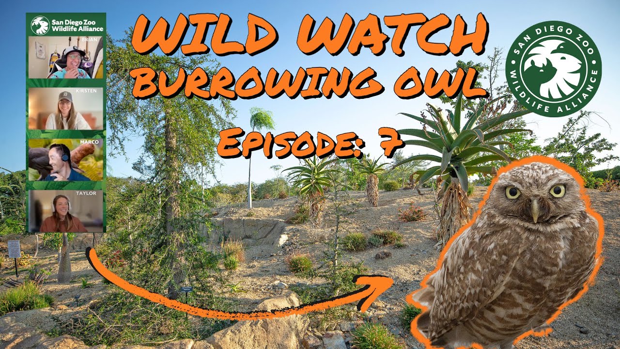 San Diego Zoo - Wildwatch with Us Episode 7!