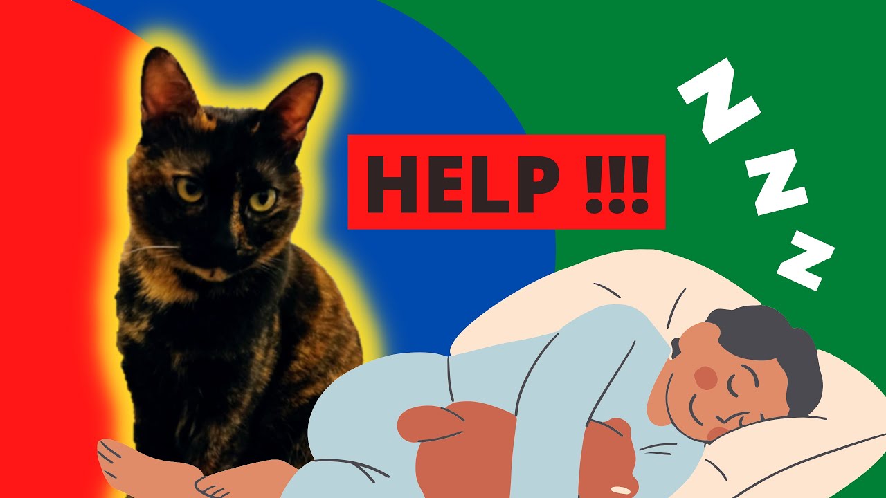 Why Does My Cat Stare At Me While I Sleep | Vet explains