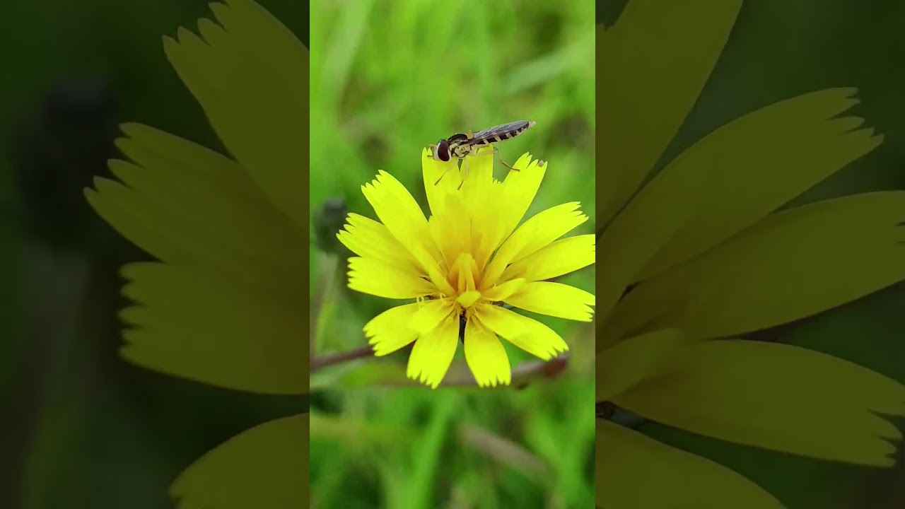 🌲 Wild Animal Encounters 🦌💚 | How to Stay Safe & Respect Nature 🌿🐻