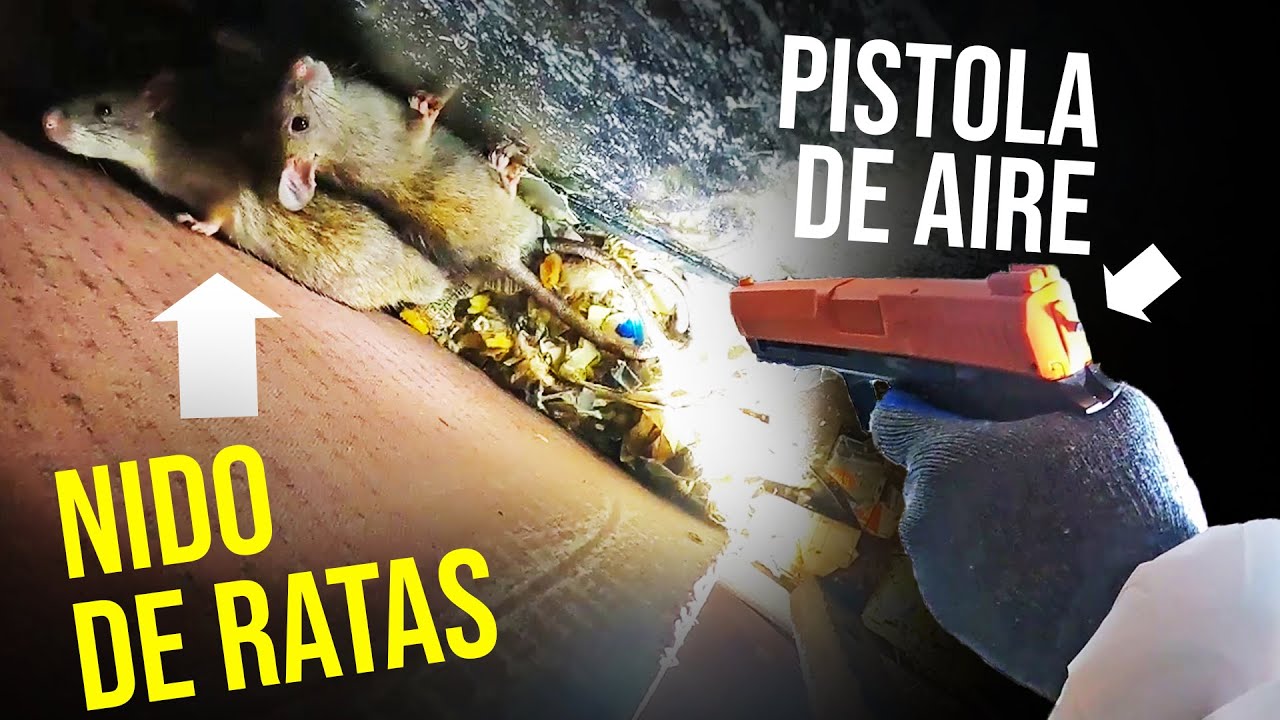¡¡LA MEJOR MANERA DE DESHACERSE DE LAS RATAS RÁPIDAMENTE!! Pistola de aire comprimido