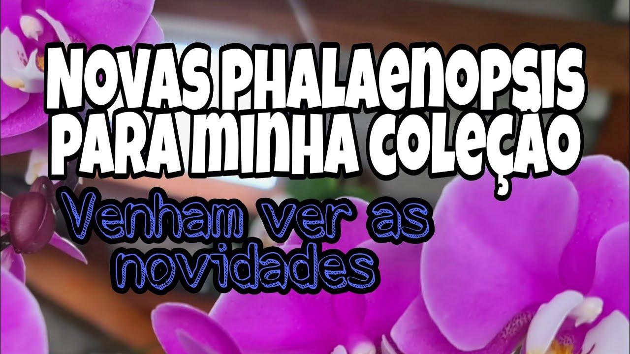 NOVOS RECEBIDOS DO ORQUIDÁRIO FOGAÇA/PHALAENOPSIS MANIA