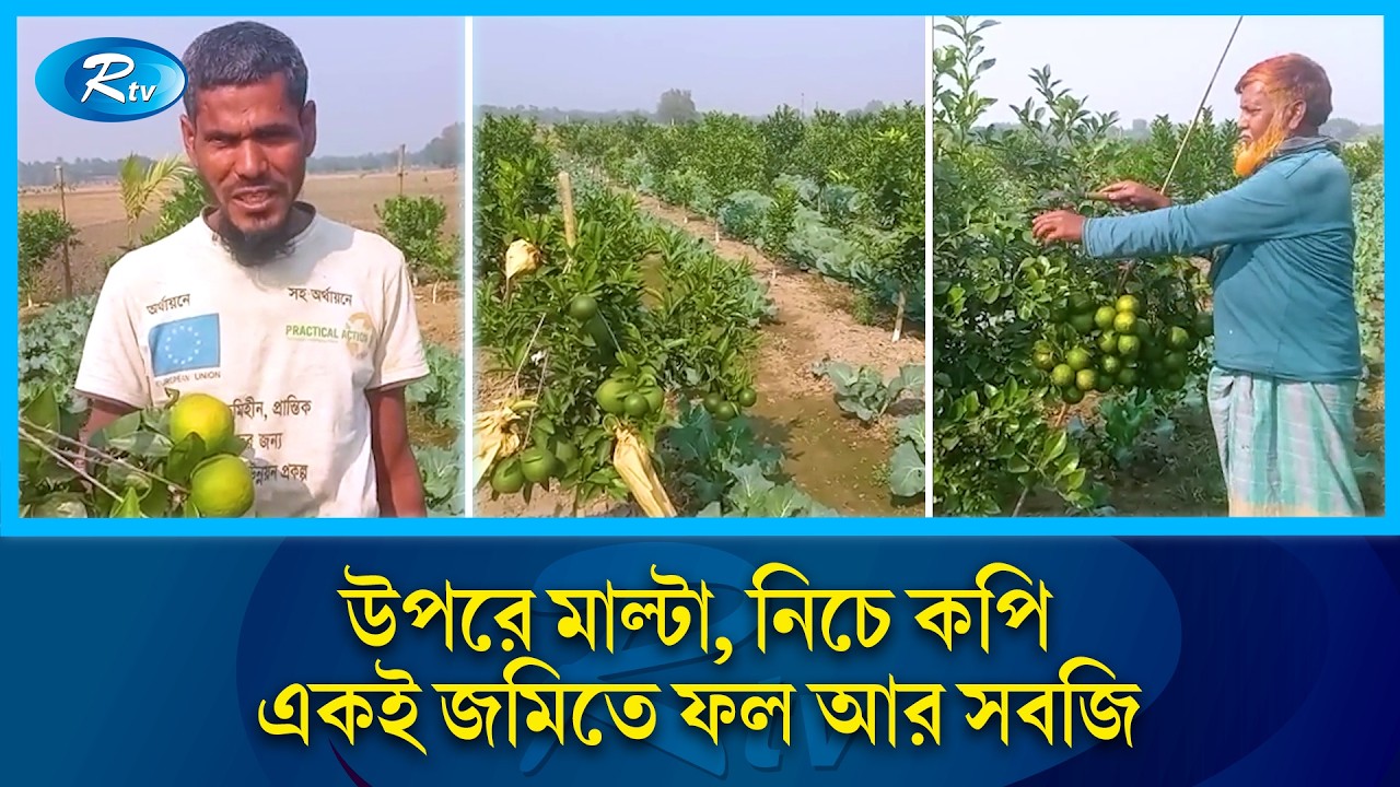 উপরে মাল্টা, নিচে লাল শাক, হলুদ ও কপি | Integrated farming | Rtv News
