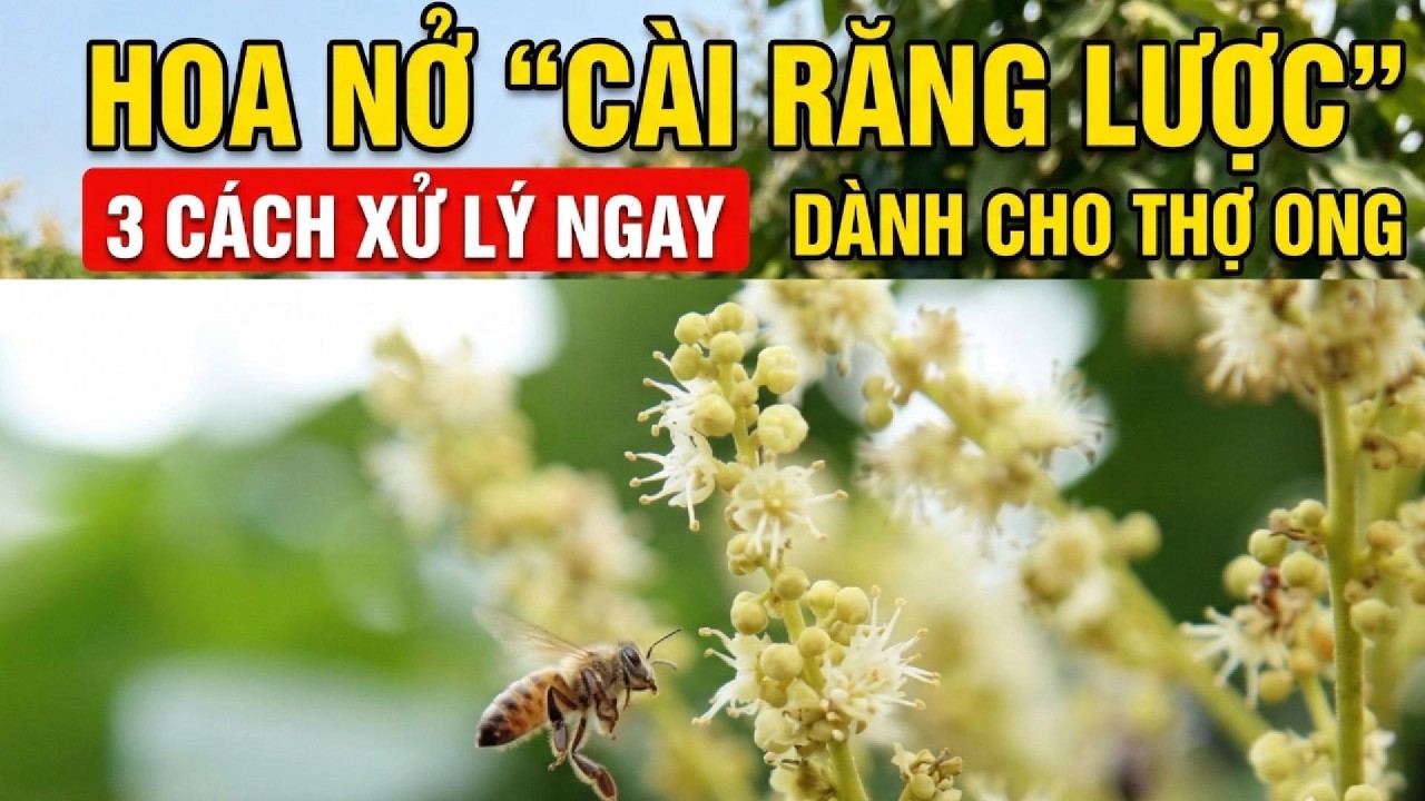 Cách xử lý khi hoa nhãn nở 