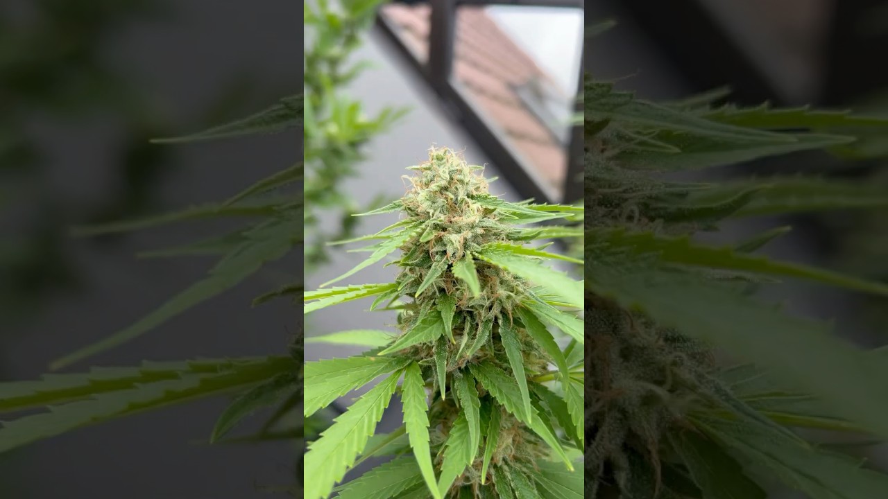 No more sun for now.&rdquo; ☀️Mimosa X Orange Punch  🍑👊🏼
