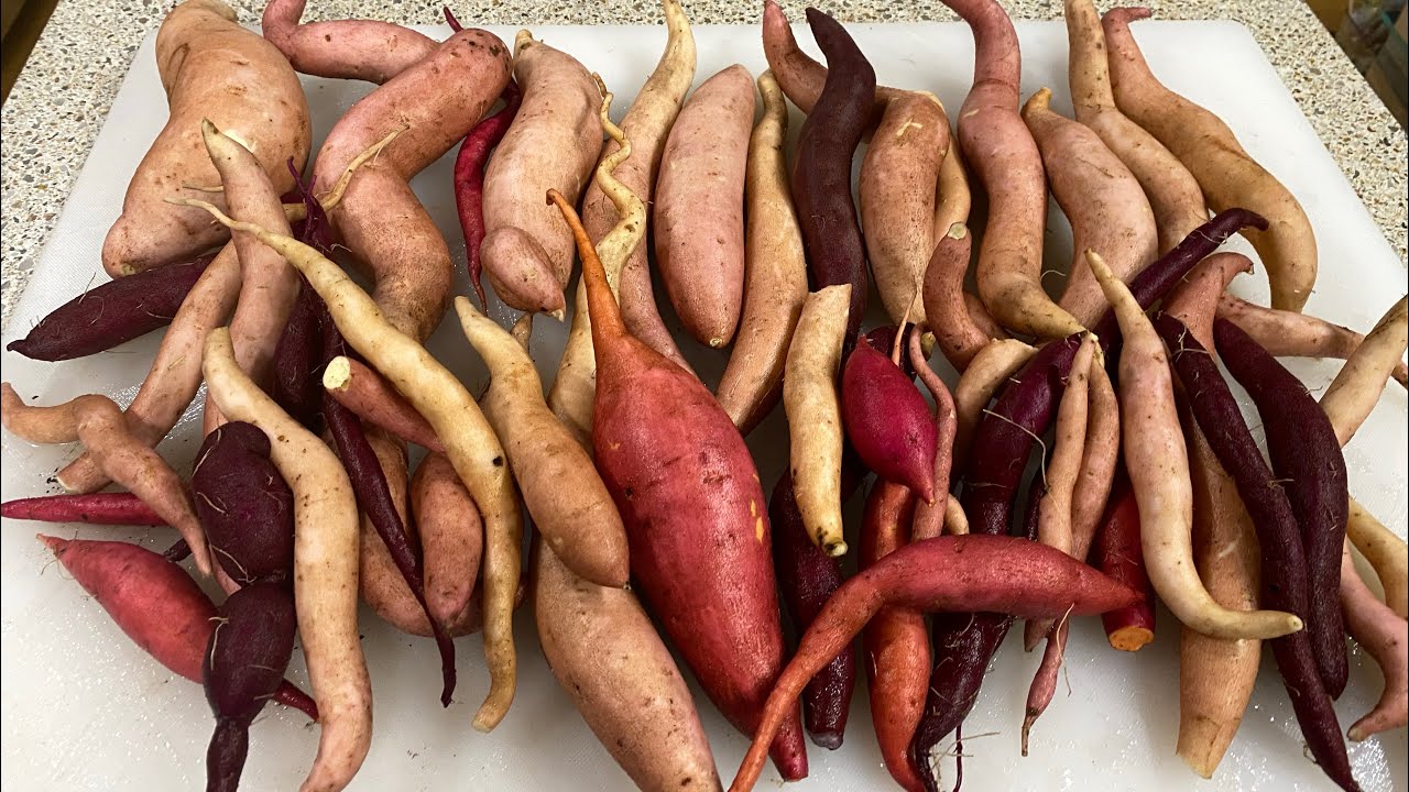 Sweet potato picking has begun