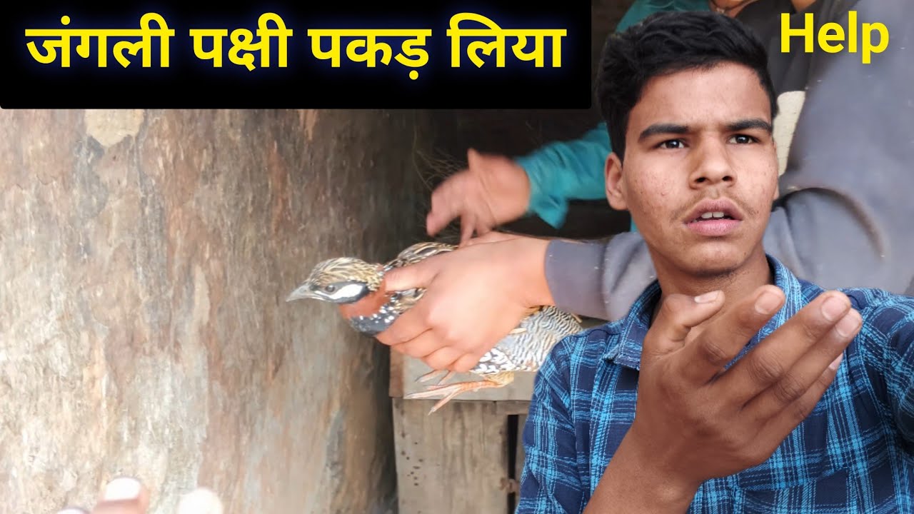 क्यों हो गया इन जंगली पक्षीयों का बचना मुश्किल? 