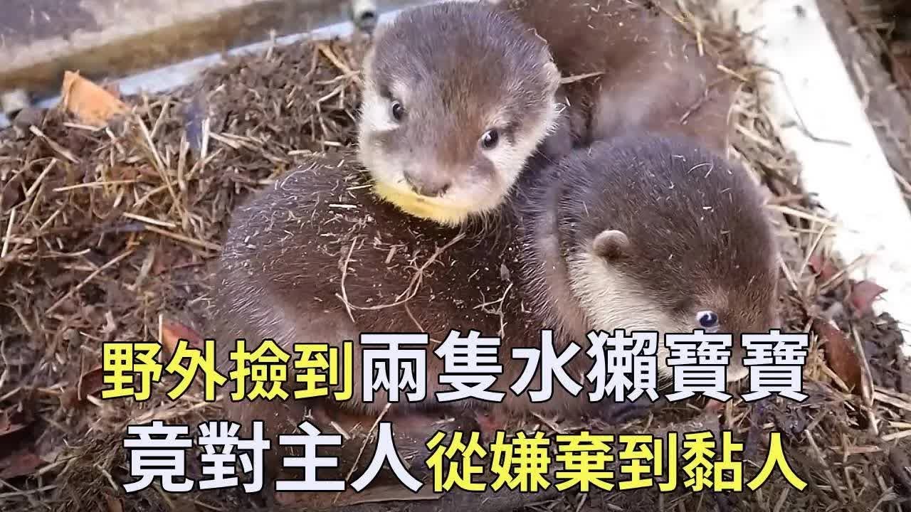 在野外捡到两只水獭宝宝，却遭到它们的嫌弃，相处之后竟然变得离不开主人！【小奶狗观影】