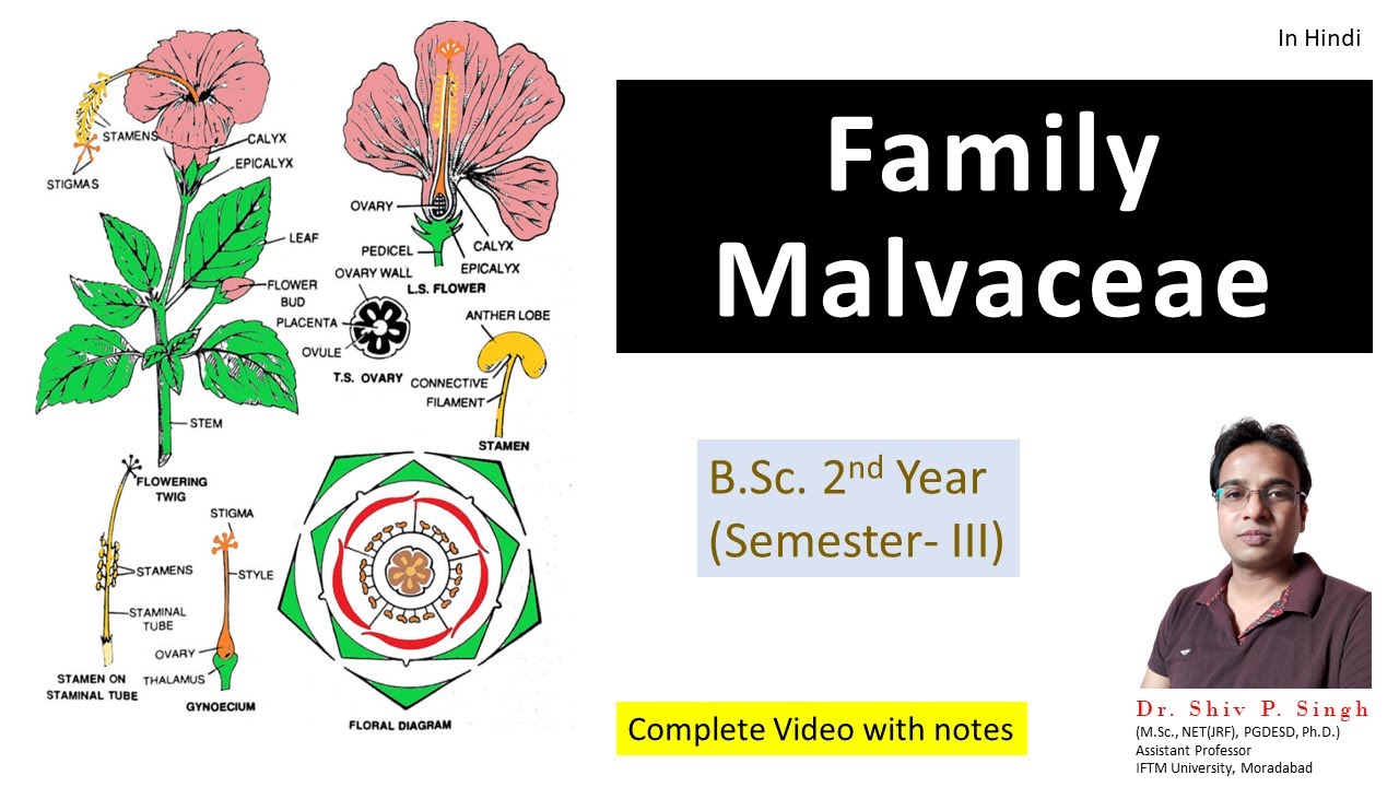 Family Malvaceae | Hibiscus rosa-sinensis | Gurhal