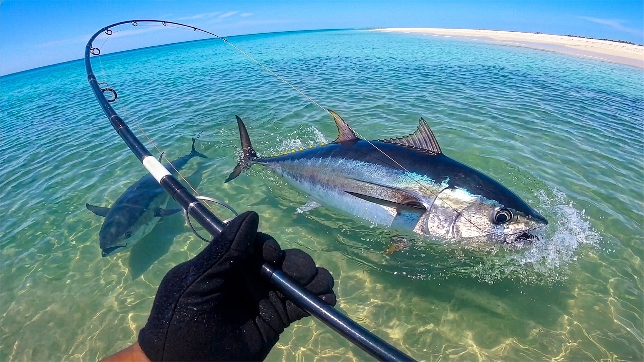 Giant Tuna from the SAND! (Catch & Cook)