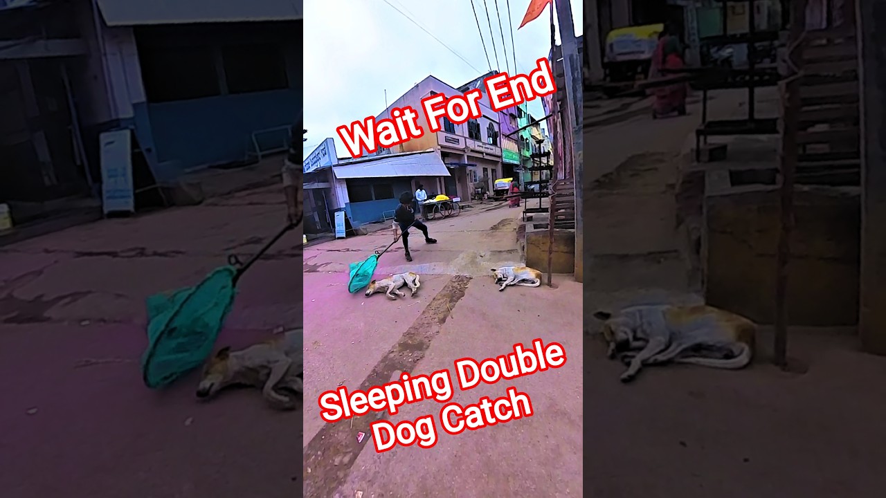 Sleeping Mafia Double Dog Catch in india #dog #india #streetdogrevival #ytviral #pets