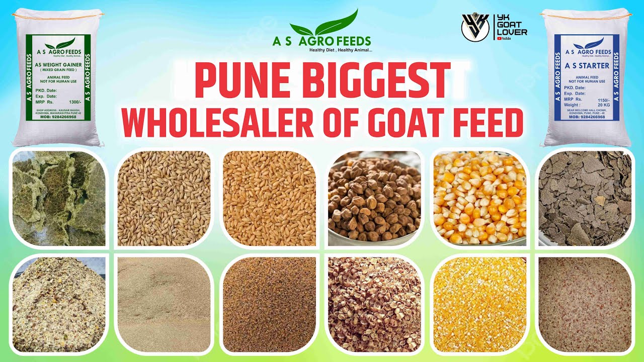 Wholesaler of grains I Pune Biggest Goat Feed shop AS Agro Feeds I YK Goat Lover￼
