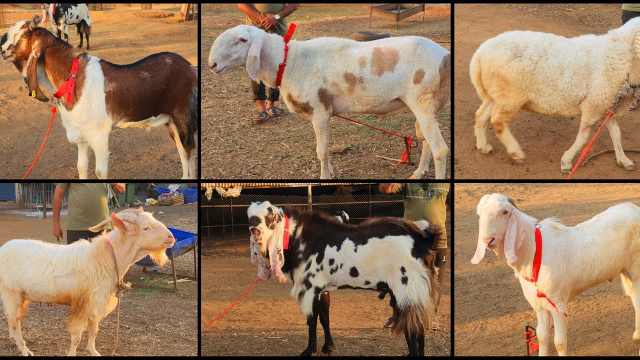 Royal Goat Farm K Pale Huwe Andul Or Khassi Bakre