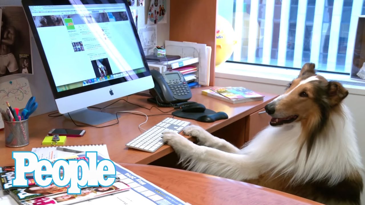 Lassie Is PEOPLE's Summer Intern -- And She Rocks It! | People