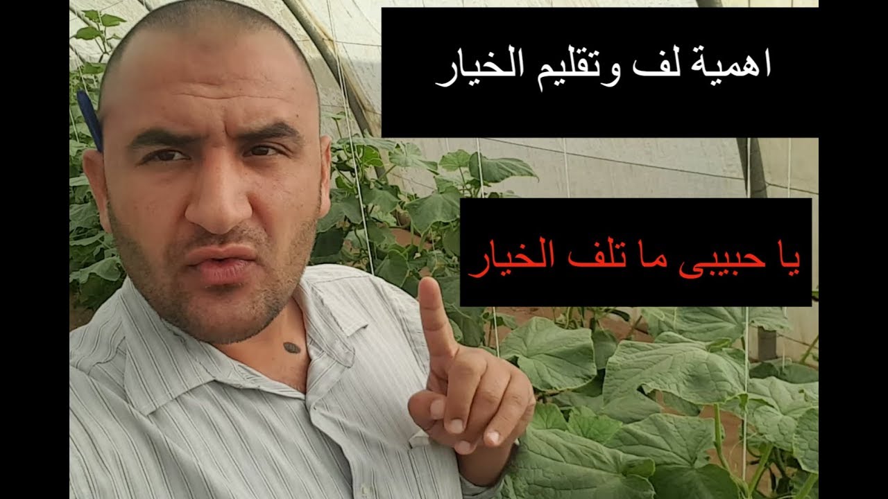 فنون زراعيه | حلقه 90 | اهمية لف وتقليم الخيار