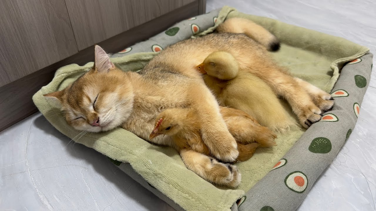 So funny cute😅!All the cats in the family were surprised.The kitten took the chick and duck to sleep
