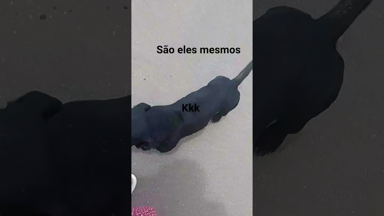 a pequena da minha neta
