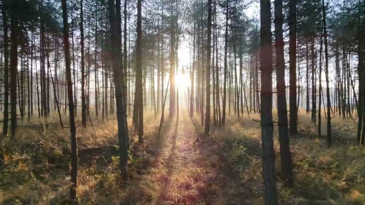 DJI NEO2 CINEMATIC FPV beautiful forest cruising. You need to try this!!!