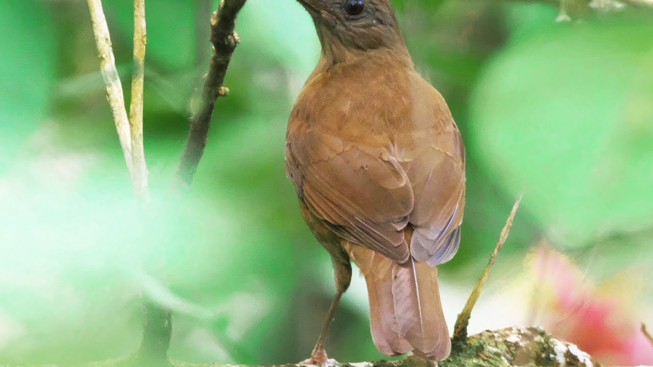 Sabiá-da-Mata (Turdus fumigatus). Canto lindo😃