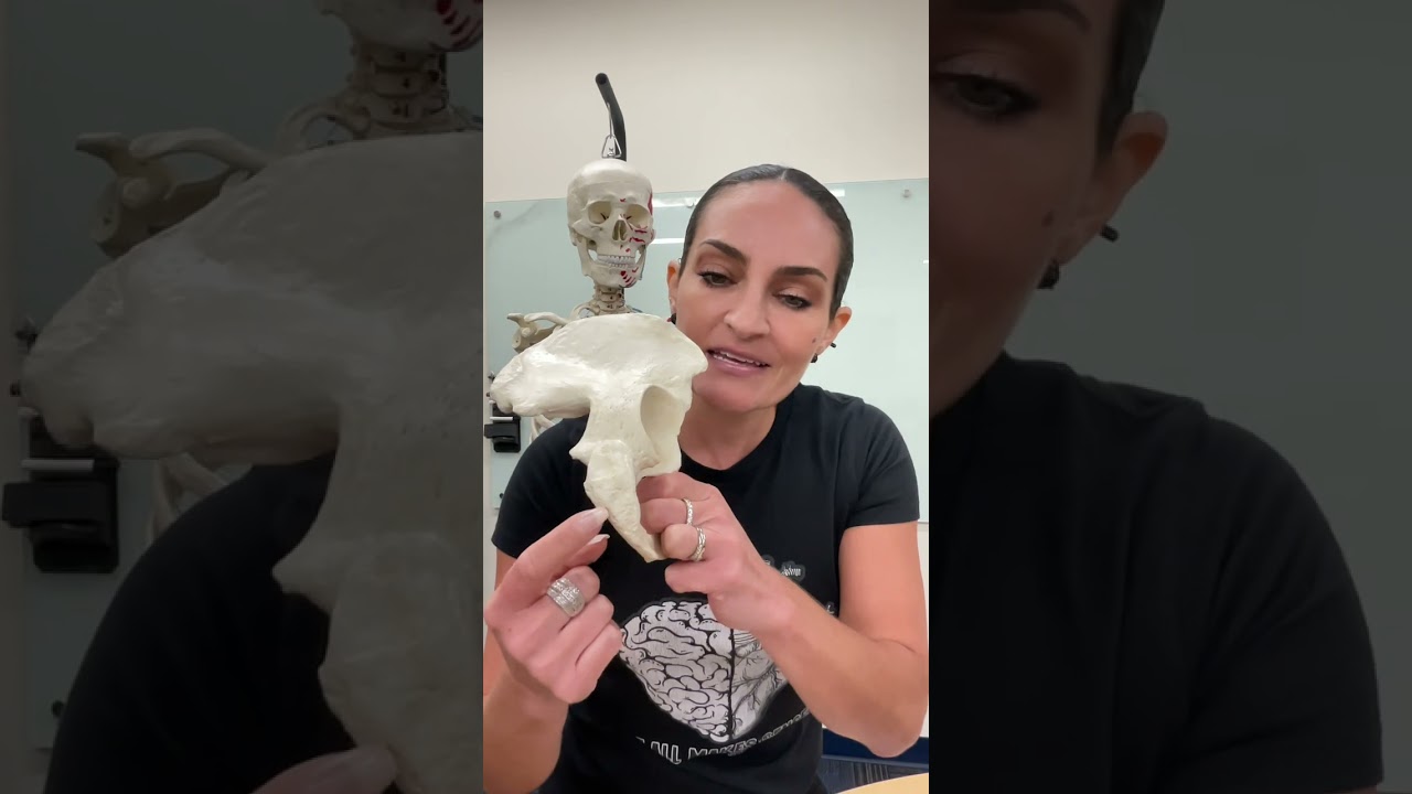 Pelvic Girdle: Os Coxa (ilium, ischium, pubis)