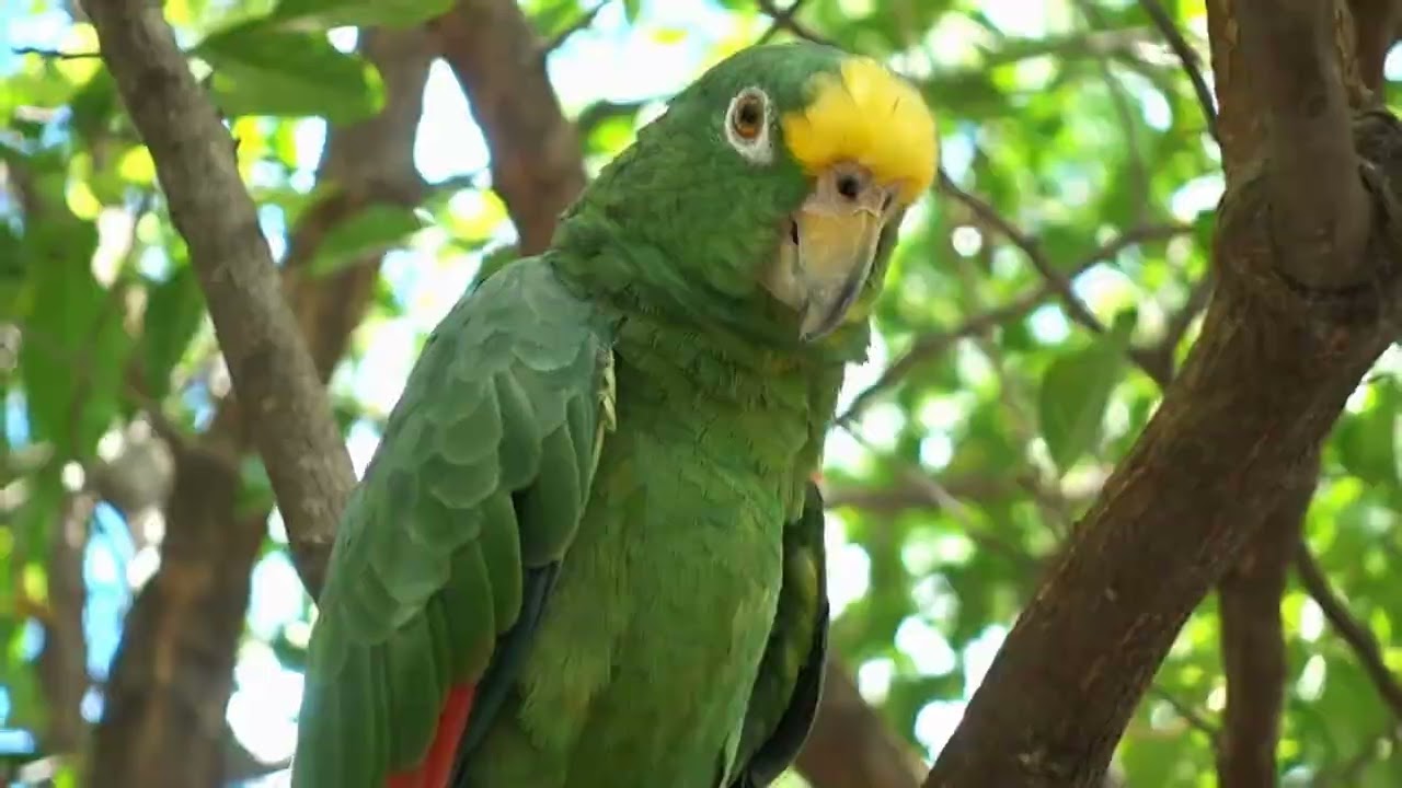 Relax with the beautiful and super adorable parrots in nature, animal video