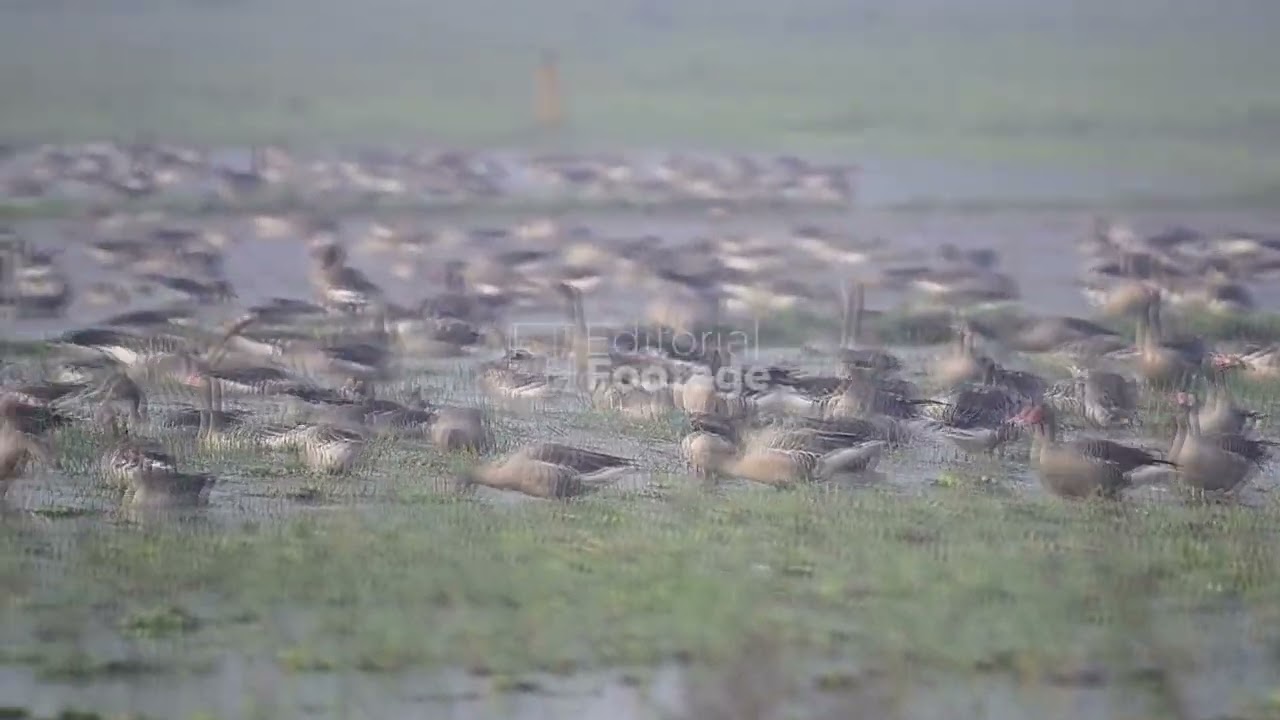 Migratory greylag geese in India  - 01/03/2026