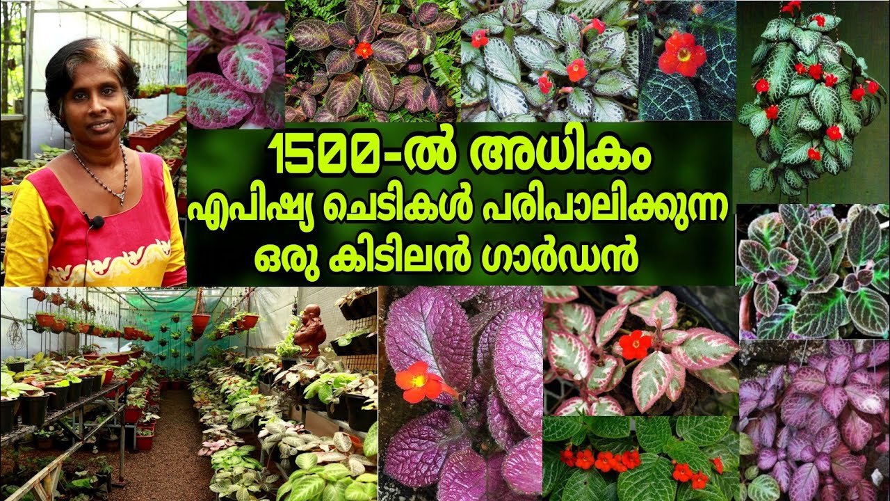 എറണാകുളത്തെ 60ൽ അധികം വെറൈറ്റി എപിഷ്യ ചെടികളുള്ള ഒരു ഗാർഡൻ || Episcia Plant Malayalam ||Farm Stories