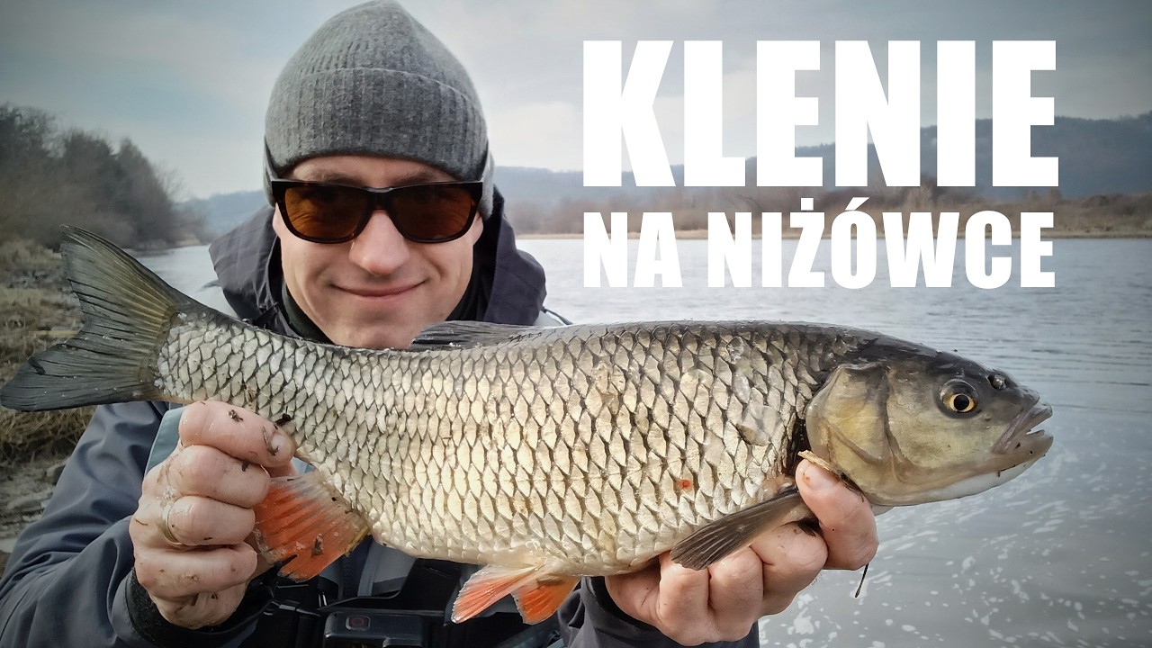 Chub in low water - expert advice