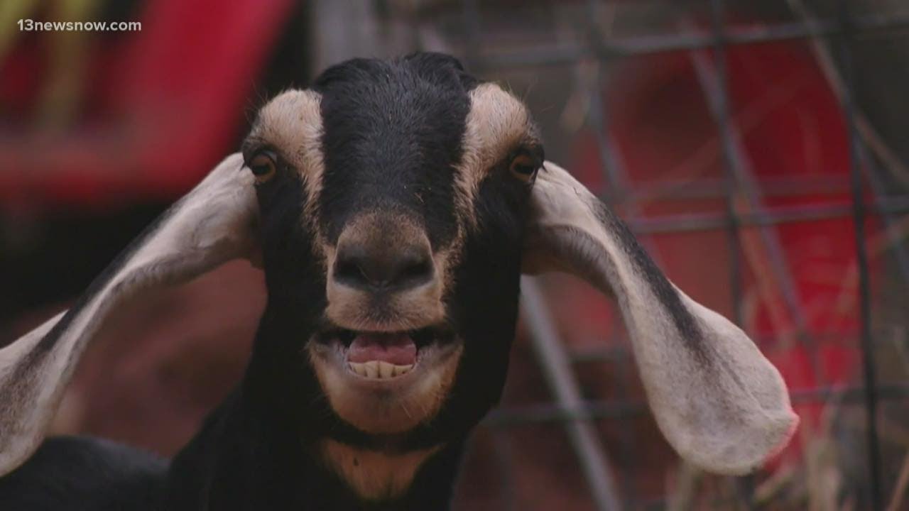 Marine uses goats to overcome cancer and PTSD