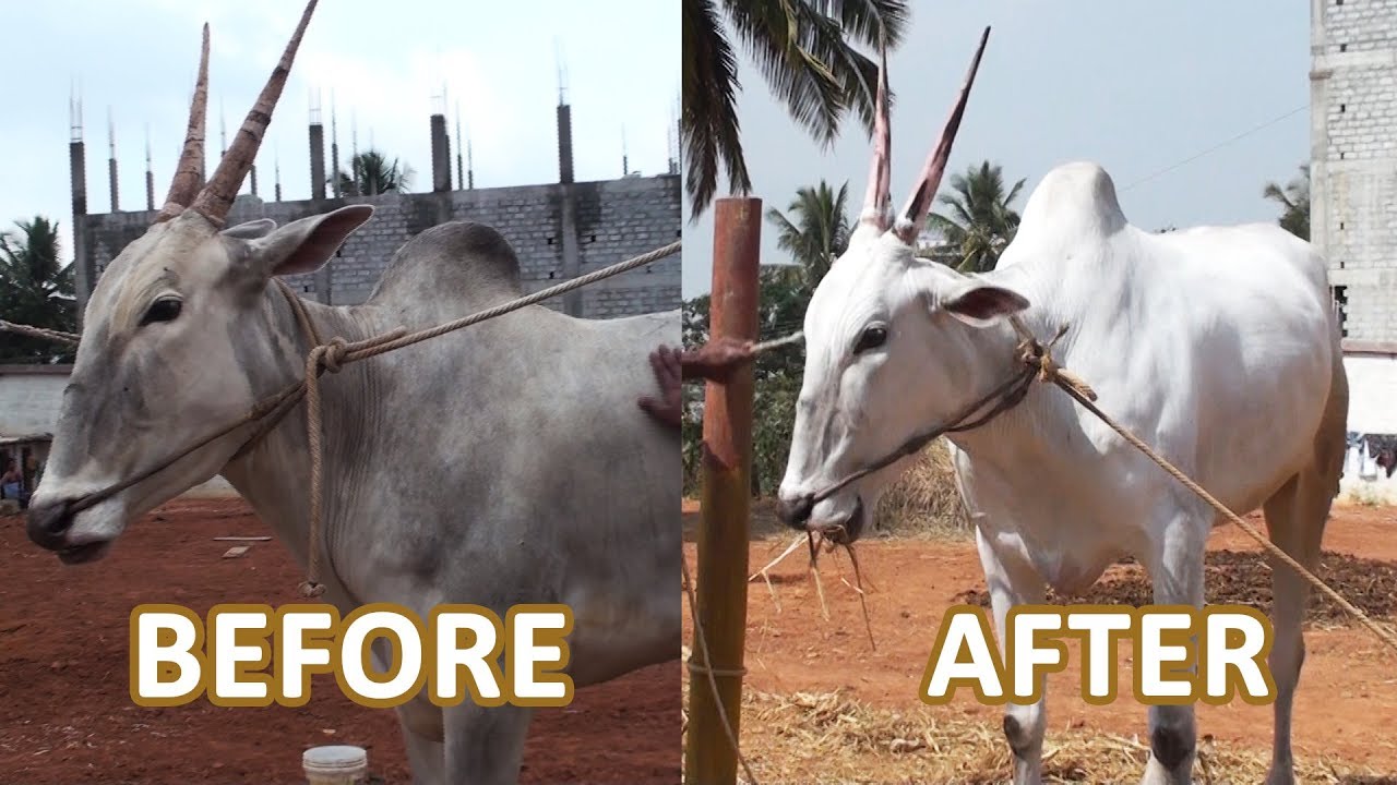 Bulls of Varthur Santhosh got glowing skin after 1 month of treatment