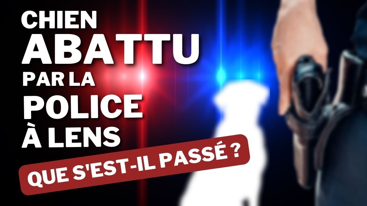 Le témoignage bouleversant de Mehdi, le maître du chien abattu à Lens par la police !