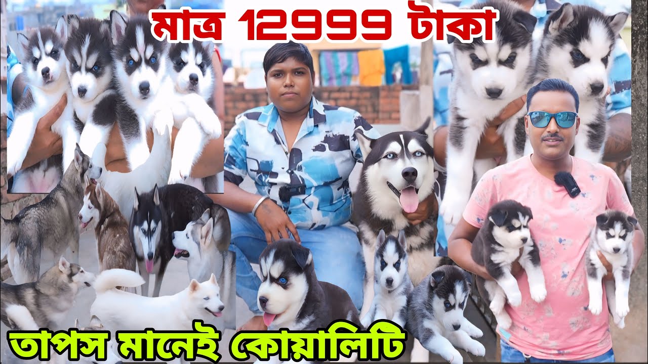 মাত্র 12999 টাকা Siberian husky|| dog kennel in kolkata|| Dog market in Kolkata|| home breed puppy
