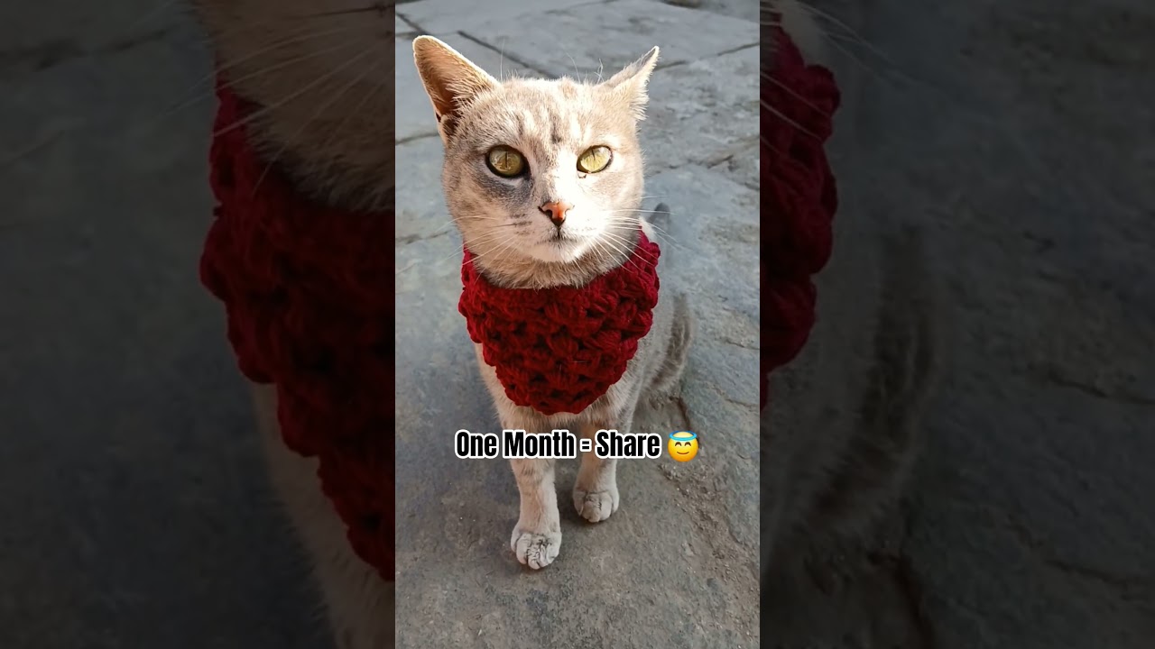 Как долго вы бы меня держали? #кошачьишорты #любителикошек 🥰
