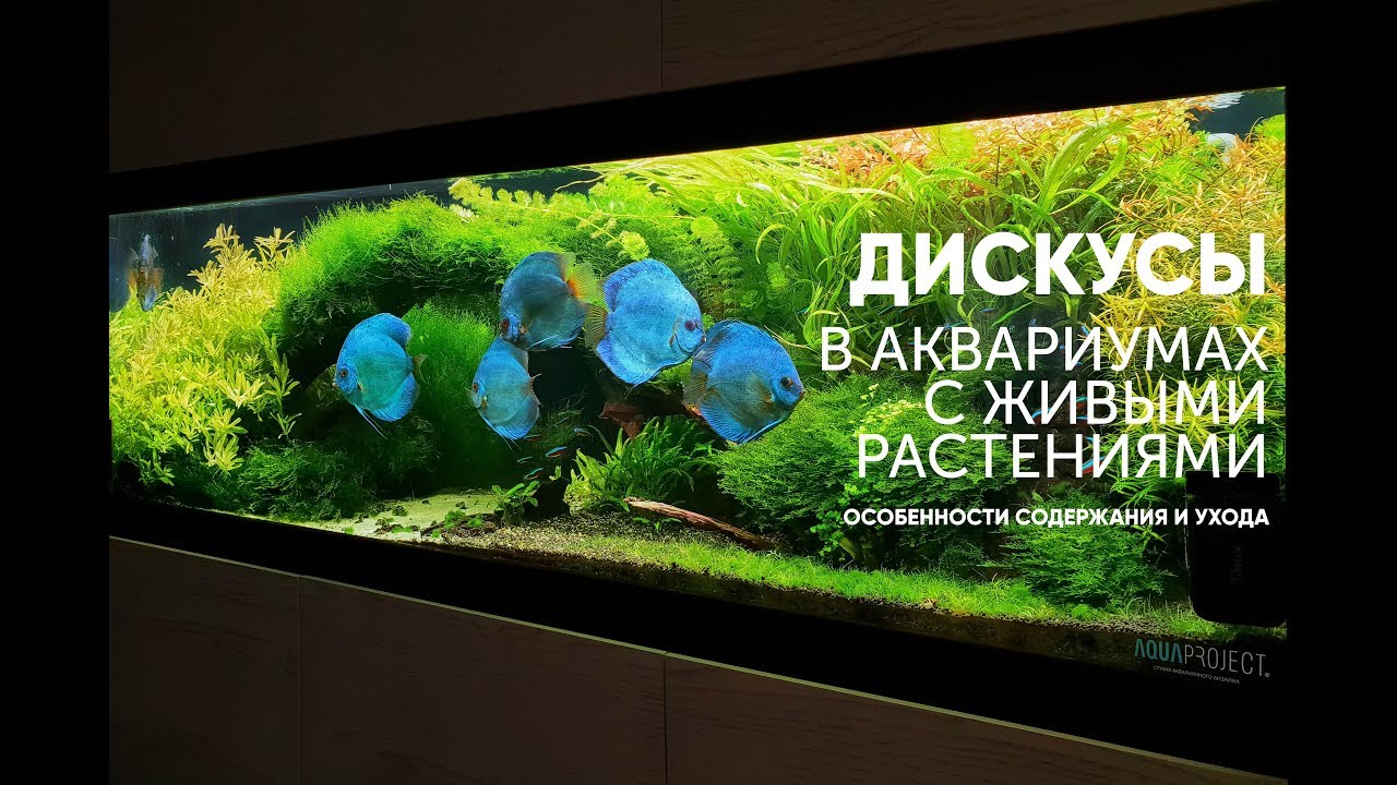 Дискусы в аквариумах с живыми растениями.
