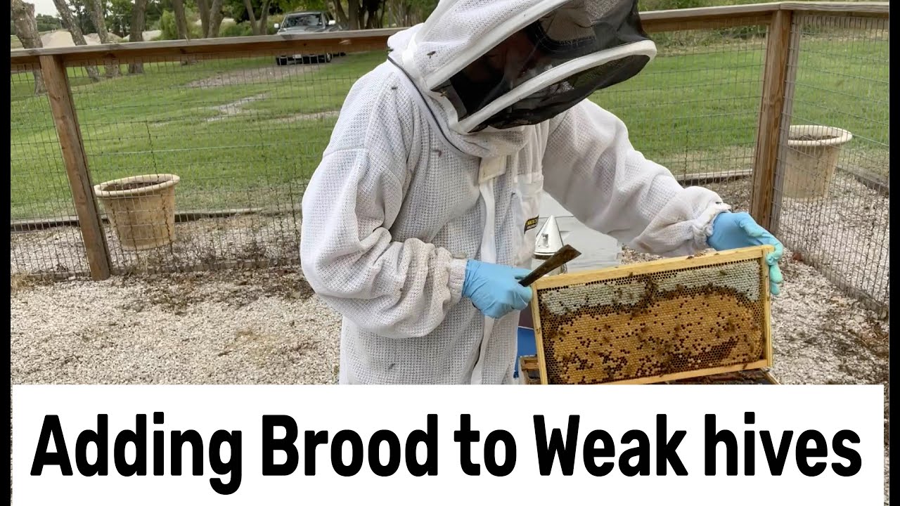 Adding Brood to a Weak Hive