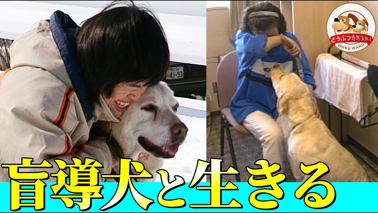 【盲導犬と生きる人たちの物語】困難と挑戦、そして涙…『どうぶつ奇想天外』が追いかけた