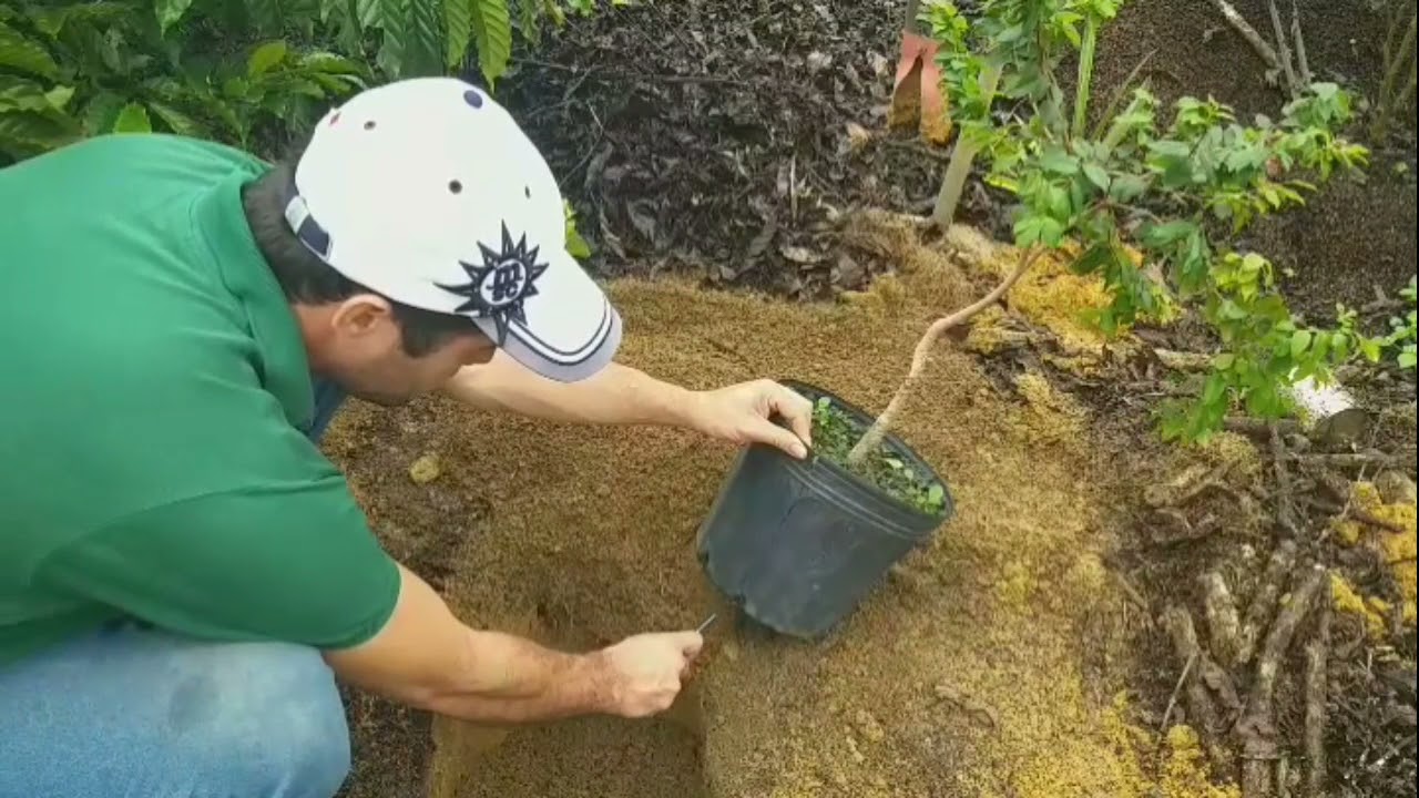 JABUTICABA OTTO ANDERSEN SELEÇÃO(PLANTIO).