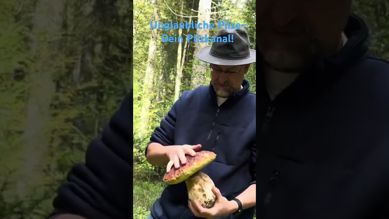 1.41 KG Steinpilze mit einem Schlag! Knackige Riesensteinpilze im Wald - Pilze suchen Oktober 2024