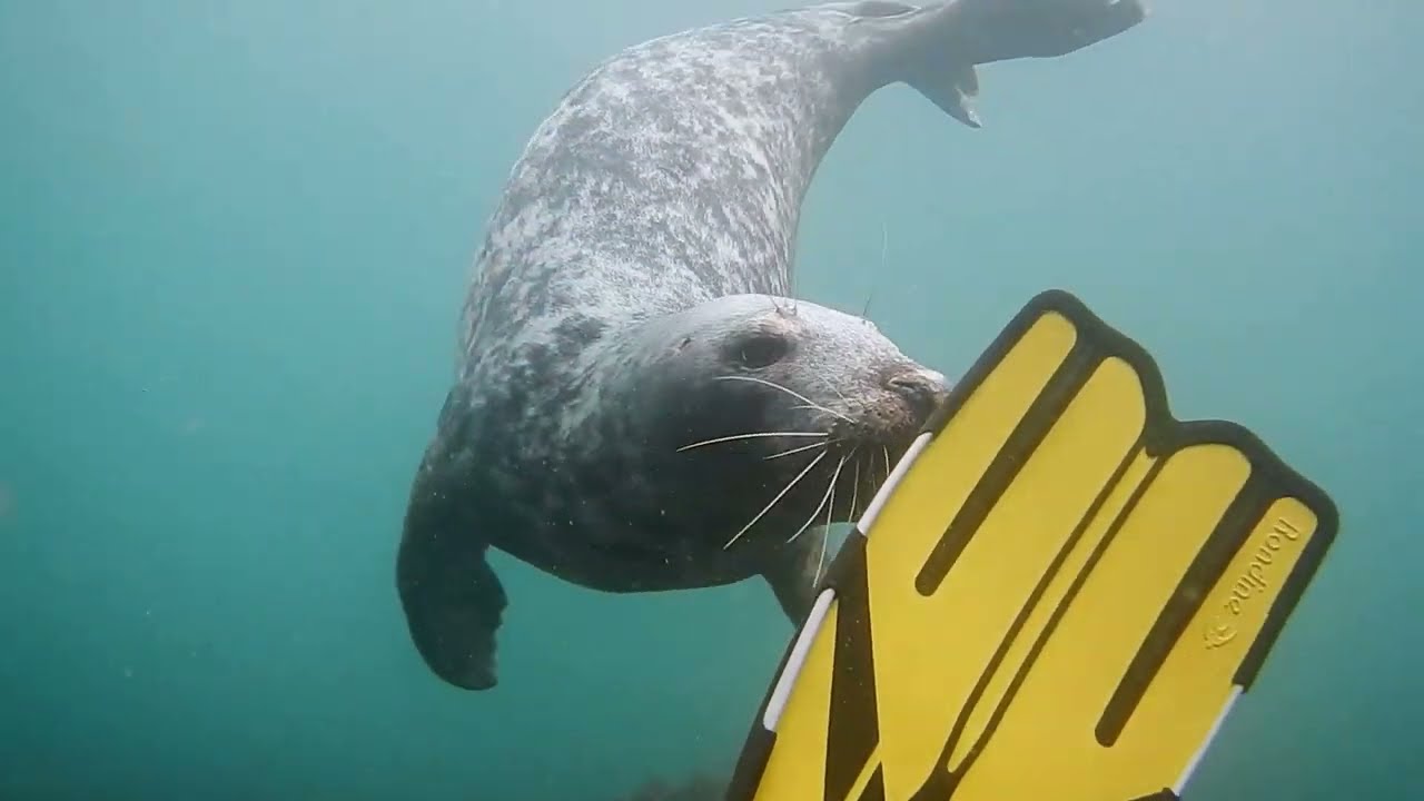 Lundy Island Dive Trip
