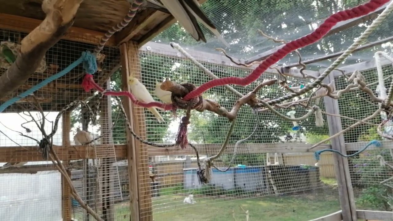 Outdoor Aviary Cockatiels Lovebirds Quakers Doves Quail Pigeons Cockatoo Ava & Nemo Budgies Parakeet