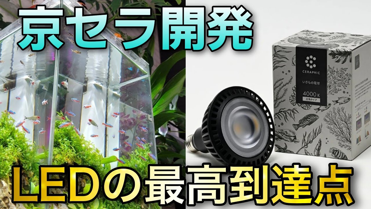 LED電球の最高到達点！！あの一流企業京セラさんが開発したいきもの電球「CERAPHIC」が凄すぎた！！　aquarium　アクアリウム　熱帯魚　大型魚　海水魚　爬虫類　熱帯植物　アクアパーク川越