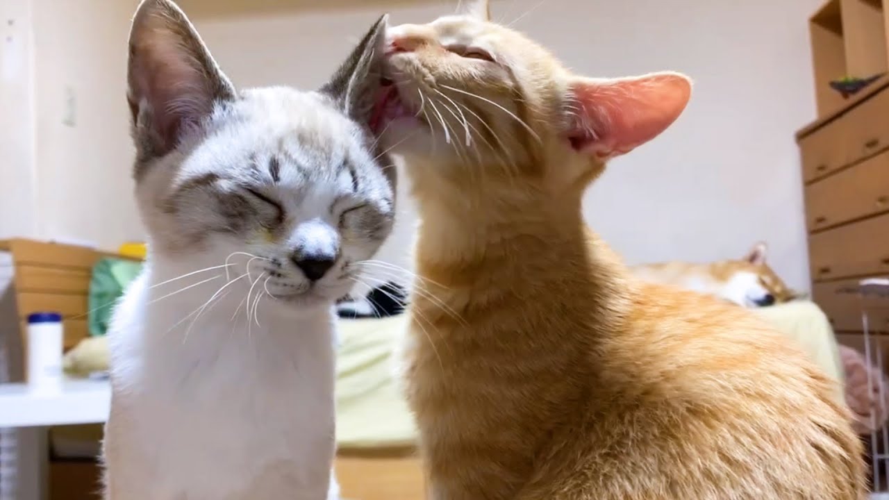 子猫リノ　兄ちゃん子猫にペロペロされて幸せな顔をする子猫♥
