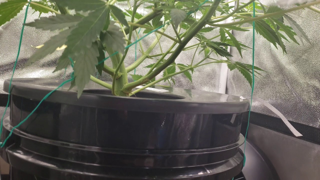 Ak47 Autoflower