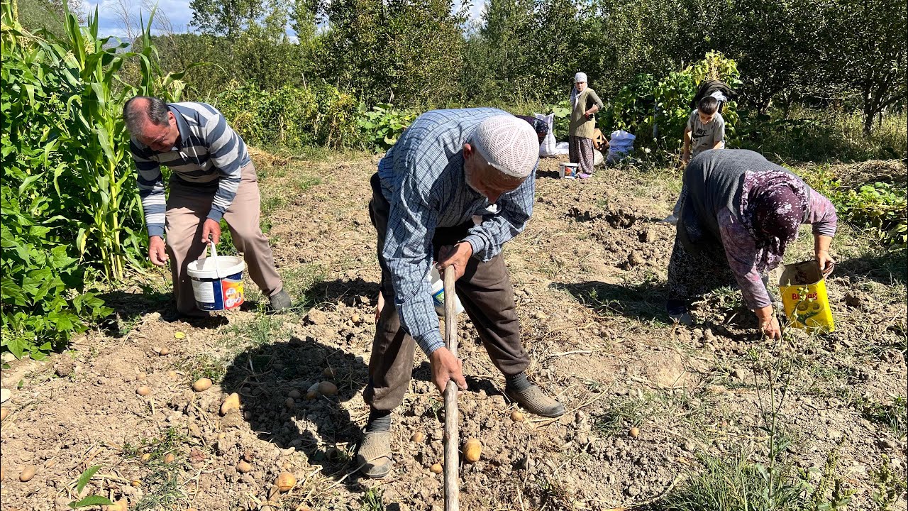 Patates 🥔 hasadı bahçede öğlen yemeği