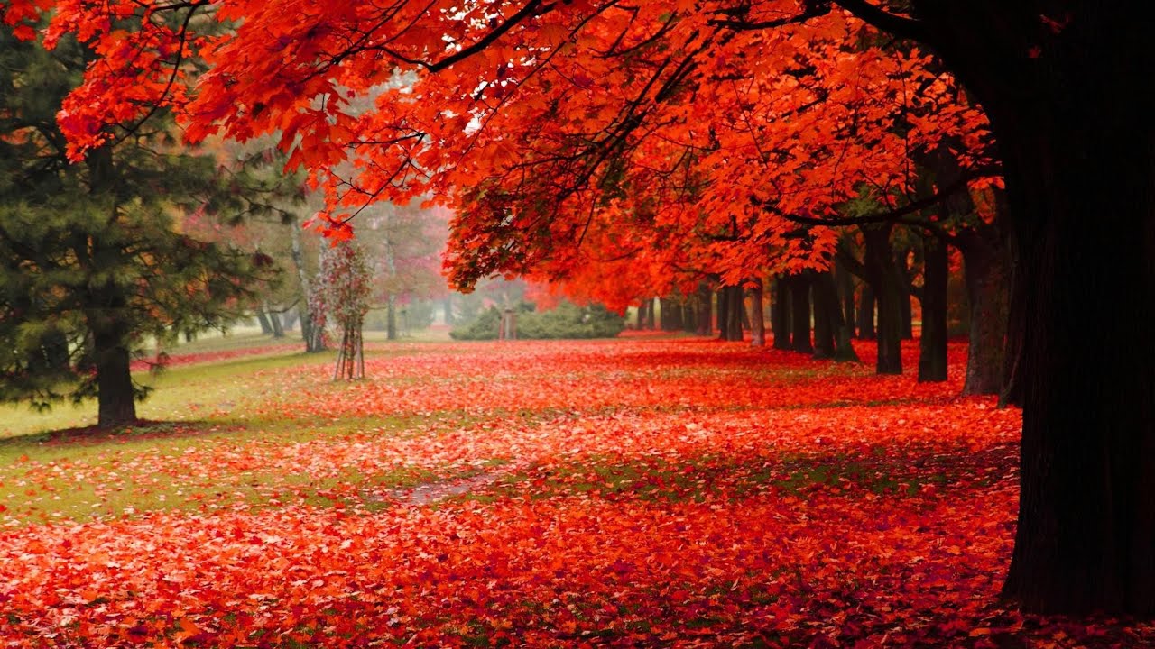 #relaxingmusic Beautiful Relaxing music, Morning relaxing music, Everyday Relaxation