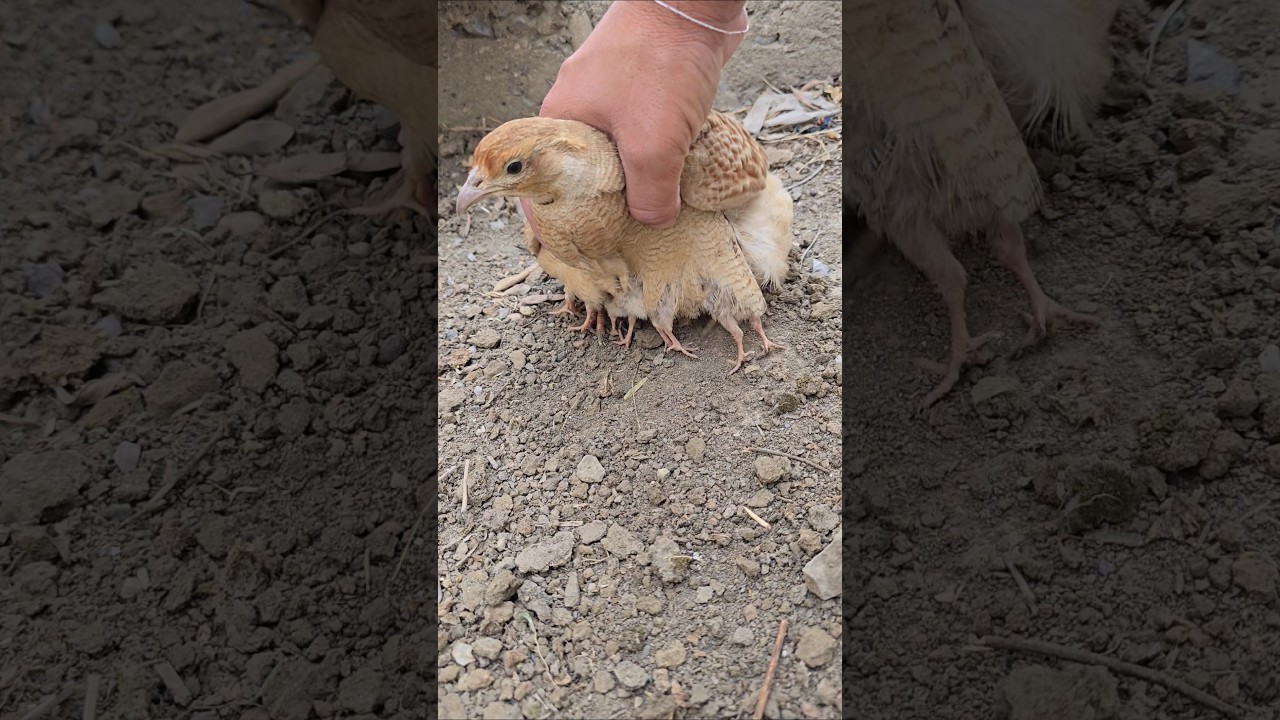 Female Loves Their Chicks | #partridges #partridgechicks #birds