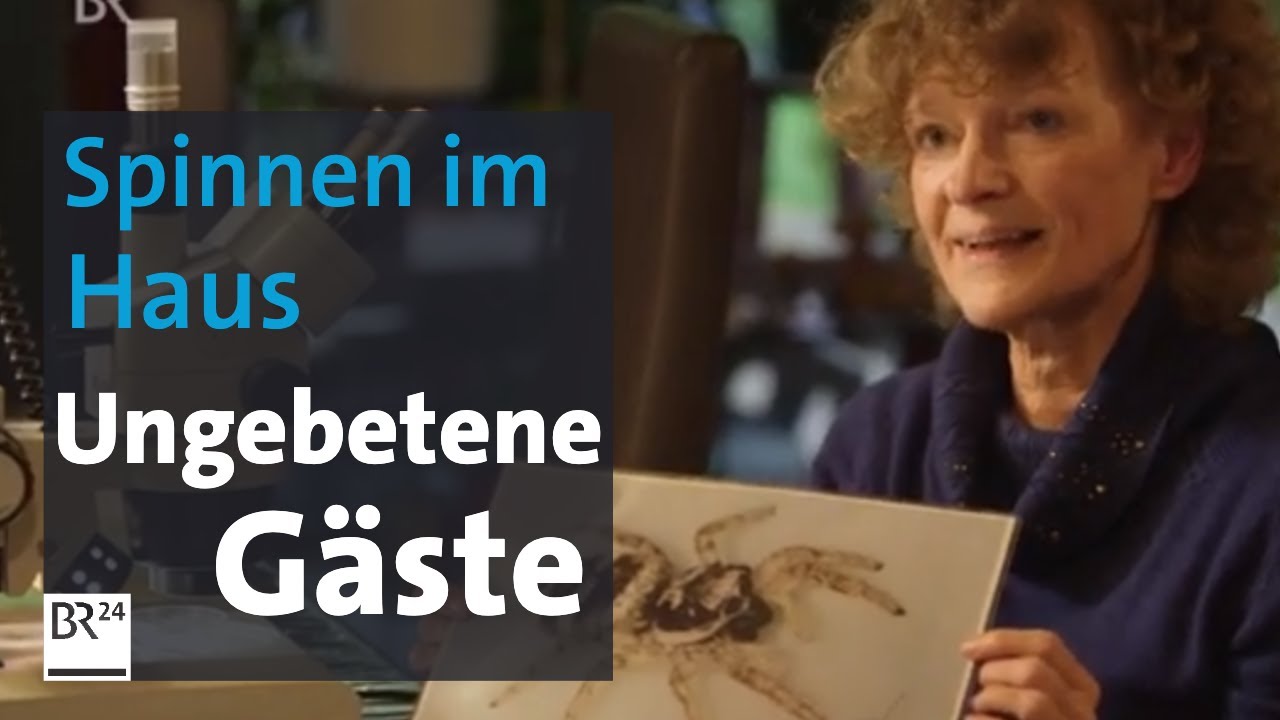 Spinnen: Ungebetene Hausg&auml;ste | Abendschau | BR24
