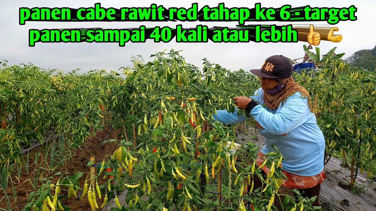 Target panen cabe rawit red 40 kali atau lebih - baru panen ke 6 kali
