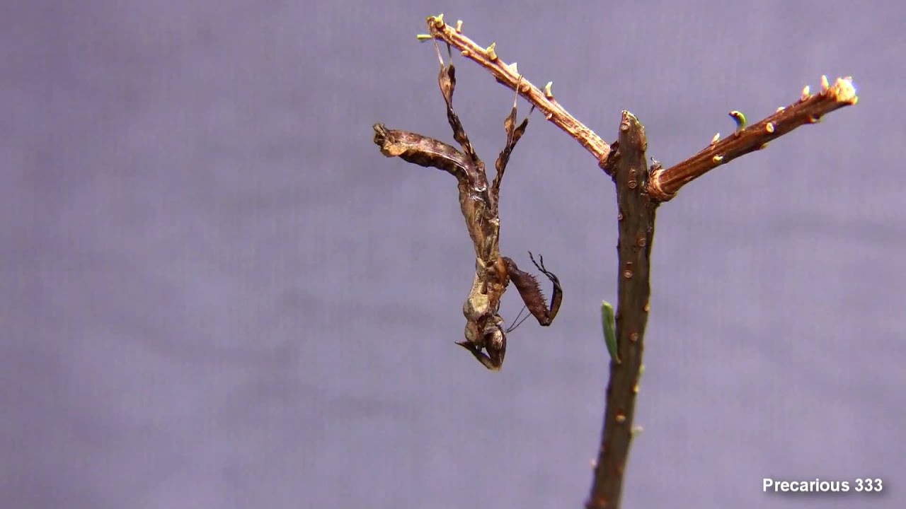 Ghost Mantis L4 male molt - Time Lapse 4x